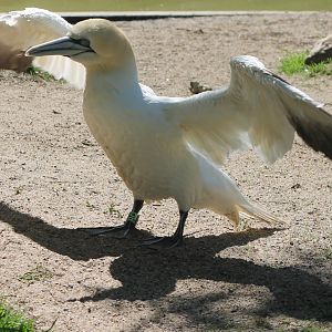 Gannet