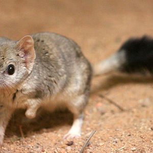 Kowari (Dasyuroides byrnei)