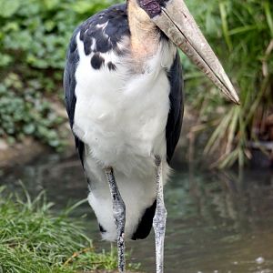 Lesser adjutant (Leptoptilos javanicus)