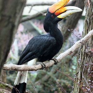 Rhinoceros hornbill (Buceros rhinoceros)