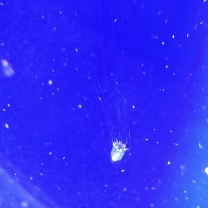 Smallest Jellfish on display (ID)