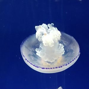 Blue blubber jellyfish