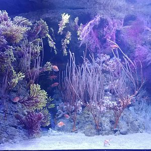 Soft coral aquarium
