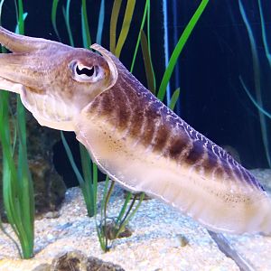 European common cuttlefish