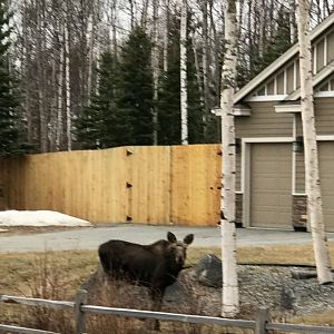 Moose - Alaska
