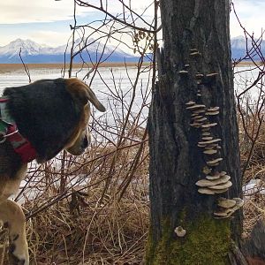 Where even your dog stops to take in the view.