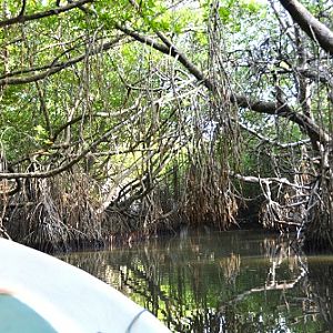 Along mangrove backwater.