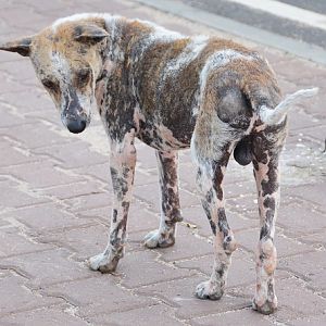 Most of the dogs had mange....