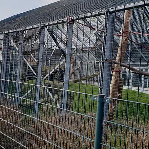 Gibbon Muntjac - enclosure