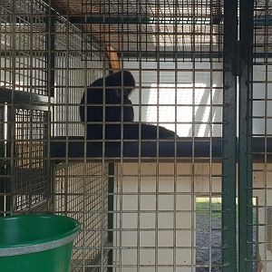 Golden-cheeked gibbon - indoors