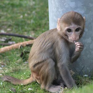 Young Rhesus macaque