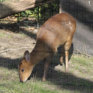 Muntjac