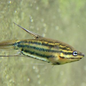 Croaking gourami - Trichopsis vittata