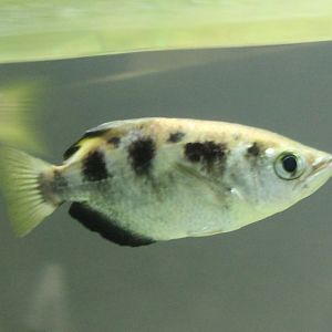 Toxotes jaculatris