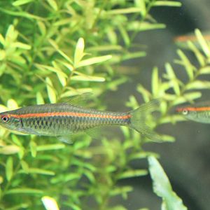 Trigonopoma pauciperforatum