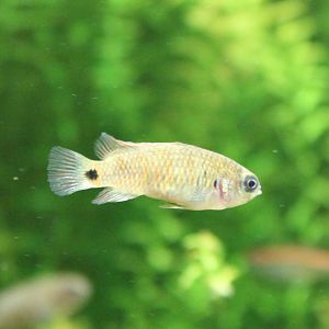 Badis badis burmanicus