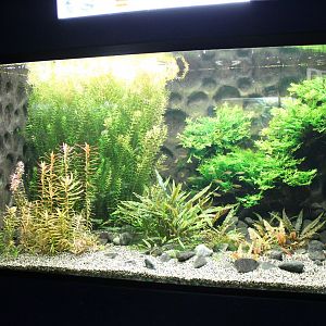 Freshwater-aquarium South-East Asian fish