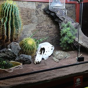 Rattlesnake Exhibit