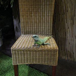 Free Roaming Iguana