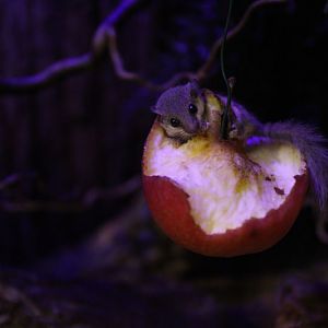 Woodland Dormouse (Graphiurus murinus)