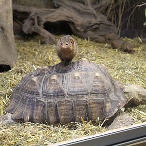 Dwarf Mongoose and Sulcatta Tortoise