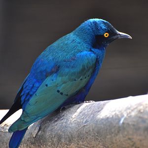 Lamprotornis chloropterus / Lesser blue-eared starling at Vorobyi Birdpark