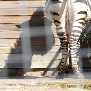 A shadow of himself, March 2019