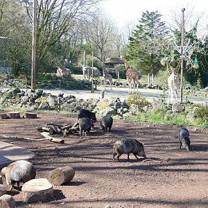 Mixed exhibit, March 2019