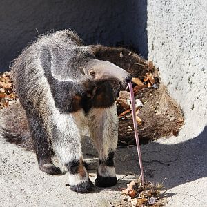 Giant Anteater, Detroit Zoo