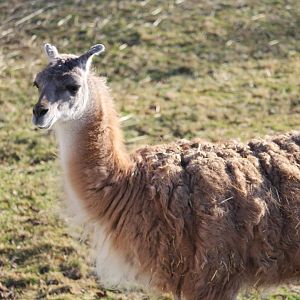 Guanaco, Detroit Zoo