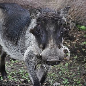 Common Warthog, Detroit Zoo
