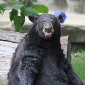 North American Black Bear, Detroit Zoo