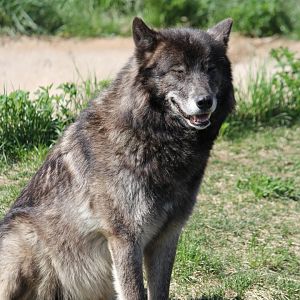 Gray Wolf, Detroit Zoo