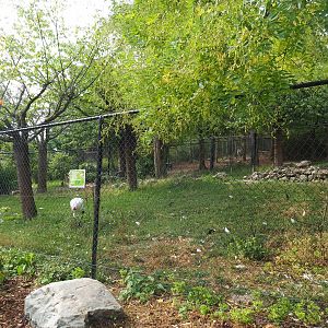 Red-crowned crane exhibit (Aug 28th, 2018)