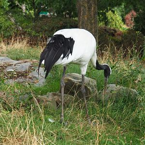 Red-crowned crane (Grus japonensis) foraging (Aug 28th, 2018)