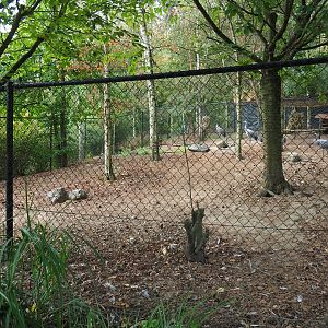 Common crane exhibit (Aug 28th, 2018)