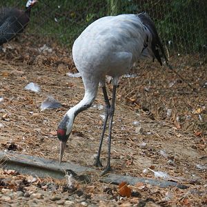 Common crane (Grus grus), Aug 28th, 2018