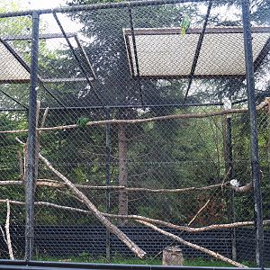 Mixed parrot and cockatoo aviary (Aug 28th, 2018)