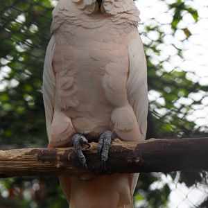 Salmon-crested or Moluccan cockatoo (Cacatua moluccensis), Aug 28th, 2018