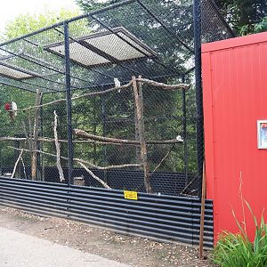 Mixed parrot and cockatoo aviary (Aug 28th, 2018)