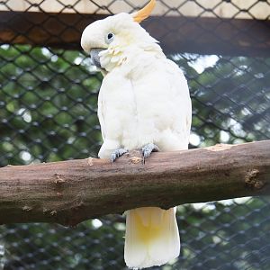 Citron-crested cockatoo (Cacatua sulphurea citrinocristata), Aug 28th, 2018