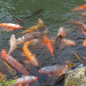 Koi (Cyprinus rubrofuscus), Aug 28th, 2018