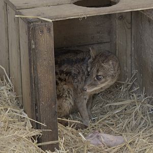 Fanaloka feeding time