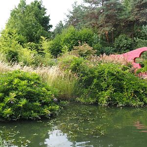 Chinese garden koi pond (Aug 28th, 2018)