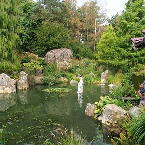 Chinese garden koi pond (Aug 28th, 2018)
