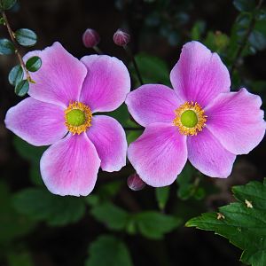 Pink Chinese anemone flowers (Anemone hupehensis), Aug 28th, 2018