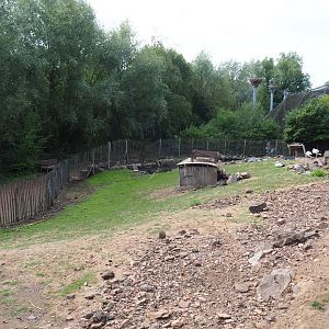 Red-necked wallaby - Black swan - White stork exhibit (Aug 28th, 2018)