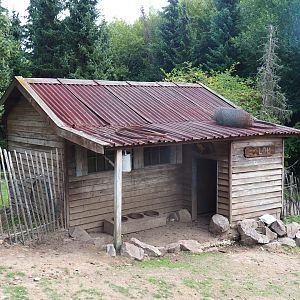 Red-necked wallaby shack (Aug 28th, 2018)