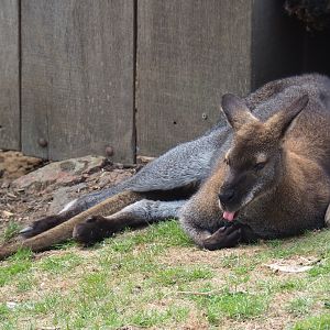 Red-necked wallaby (Macropus rufogriseus), Aug 28th, 2018
