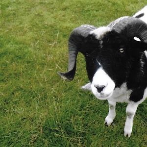 can somebody identify this breed